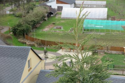 Sequoiadendron giganteum - sekvojovec obrovský - v koruně stromu 04